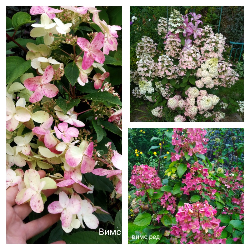 гортензия вимс ред